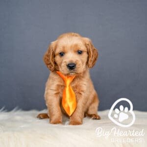 Mini Golden Retriever puppy wearing a yellow tie