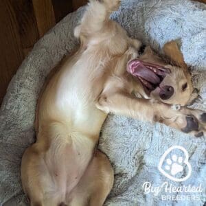 Mini Golden Retriever laying on his back on the bed