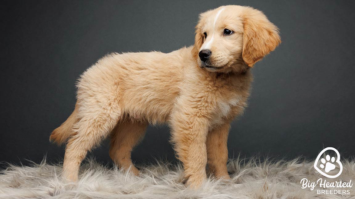 Mini Golden Retriever dog for sale at Big Hearted Breeders