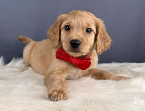 How to Keep Your Dog Entertained Indoors During Rainy Days