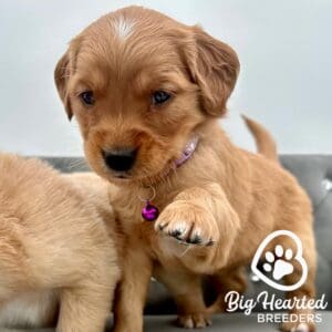 Mini golden puppy personality, puppy with his paw up