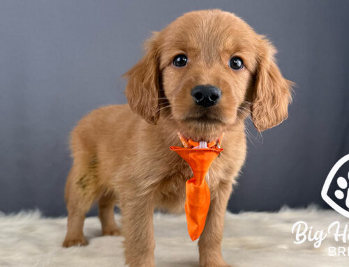 Puppy Personality: Find the Right Fit for Your Family