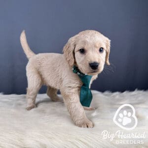 White mini Golden puppy wearing a tie