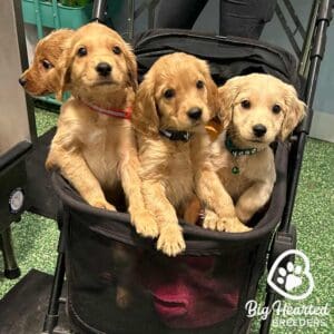 Three puppies sitting in a dog stroller