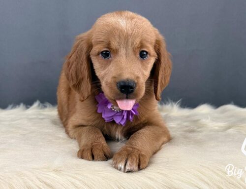 Responsible Breeding: Genetic Diversity and Why It Matters in Small & Designer Breeds