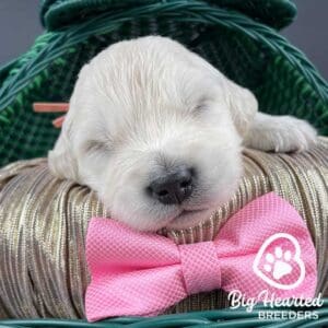 Newborn puppy receiving Early Neurological Stimulation from the start