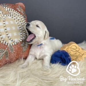 Mini Golden puppy yawning