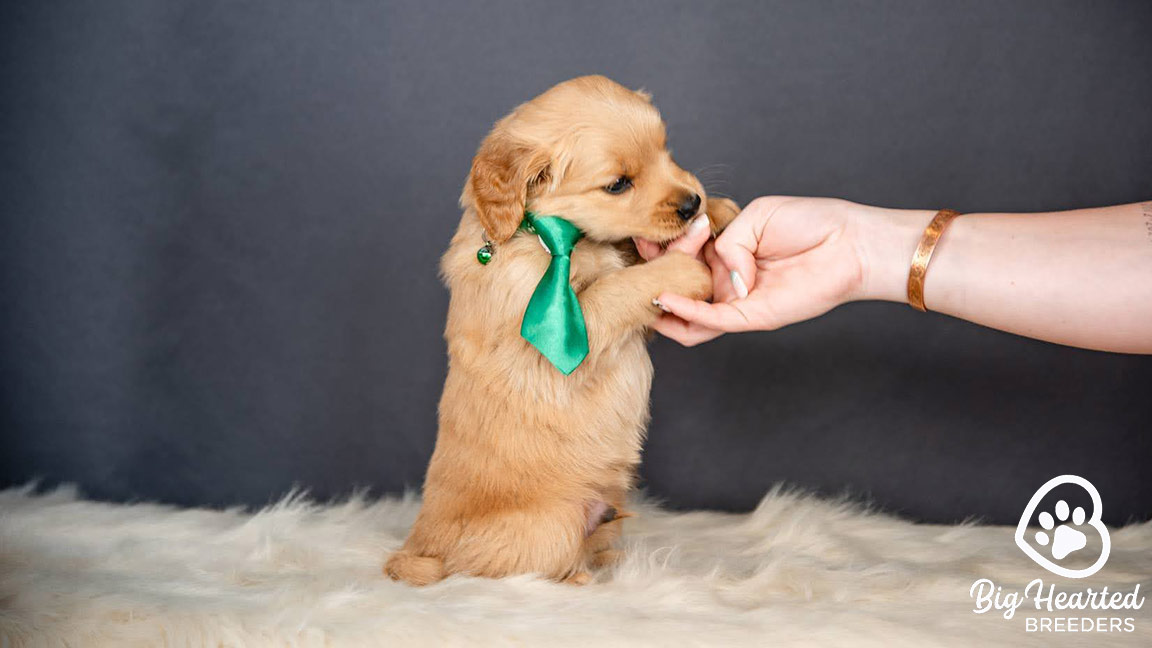 Mini Golden practicing Early Neurological Stimulation exercises
