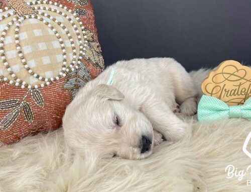 Early Neurological Stimulation: What It Is and Why Breeders Use It