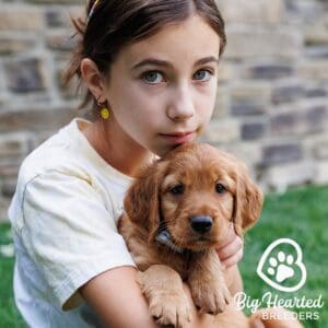 Young girl holding a mini Golden Retriever puppy in her arms