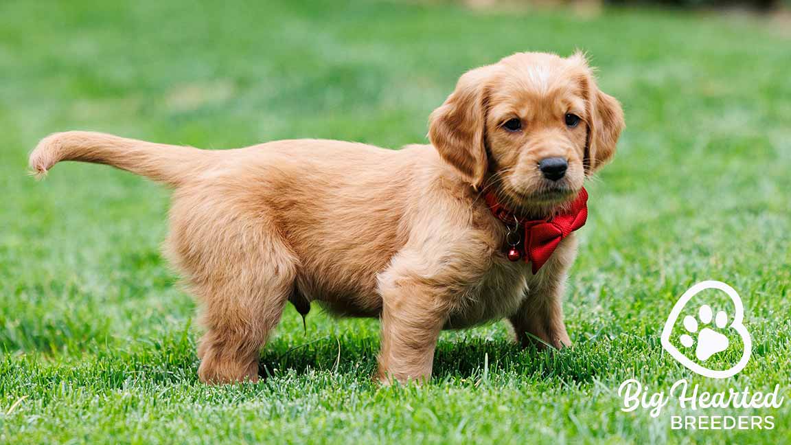 Mini Golden Retriever puppy with a red bowtie walking in the grass