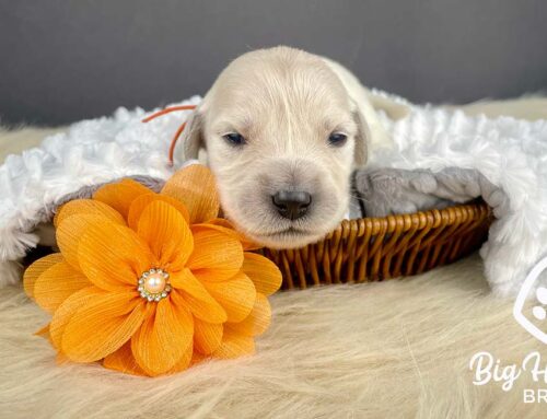 Safe Houseplants for Dogs: A Dog-Friendly Home Guide