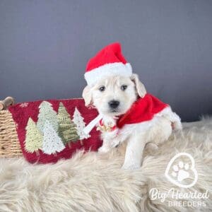 White mini Golden puppy wearing a Santa outfit