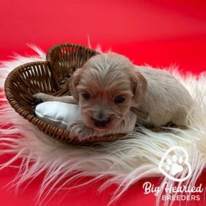Mini Golden Retriever laying on a heart-shaped basket, with a red background