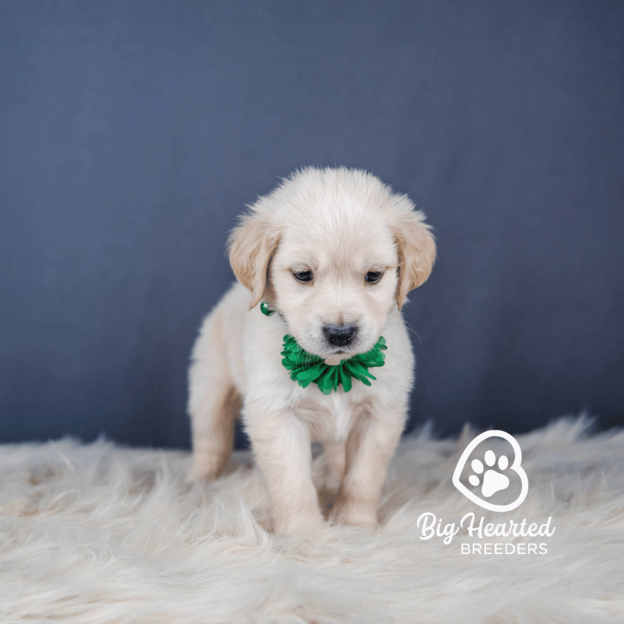 Angel, Mini Golden Retriever Puppy, Big Hearted Breeders