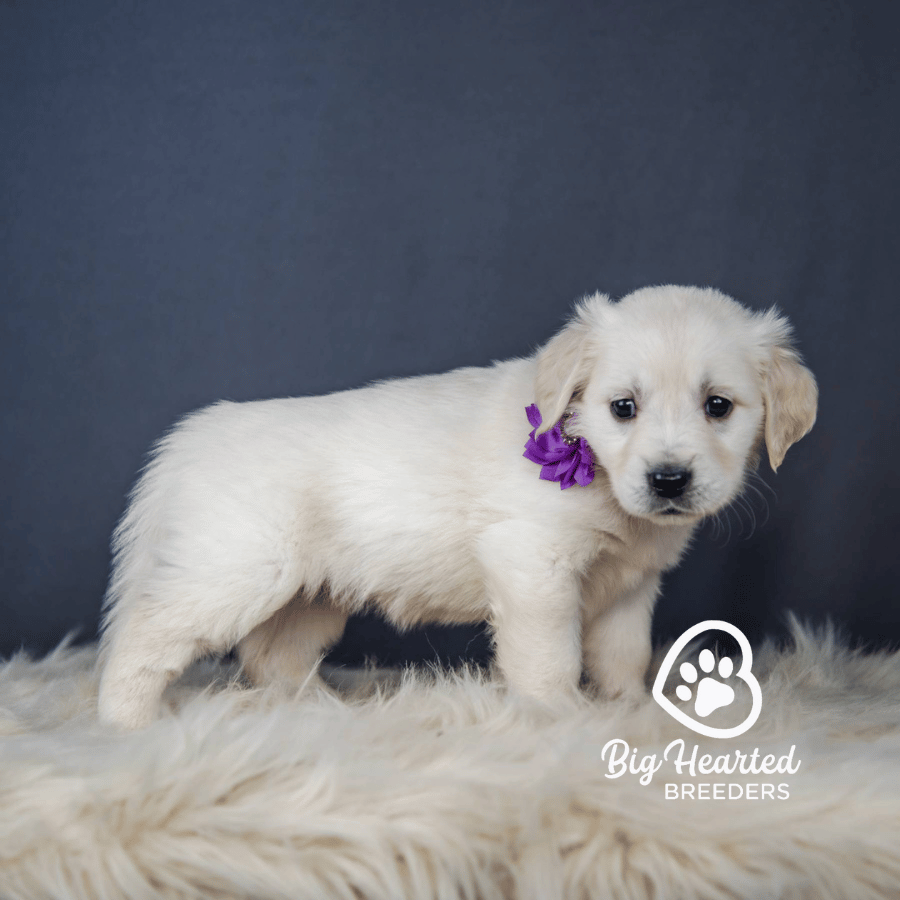 Candy, Mini Golden Retriever Puppy, Big Hearted Breeders