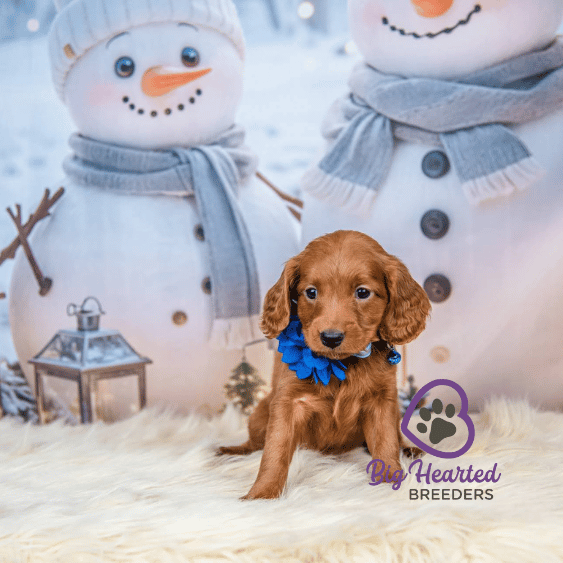 Cayenne, Mini Golden Retriever Puppy, Big Hearted Breeders