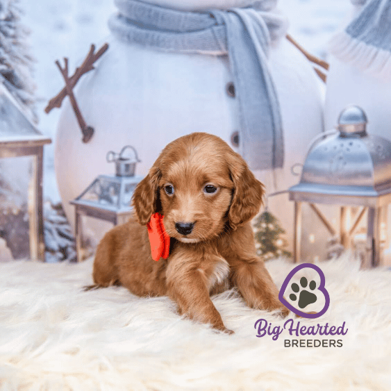 Chili, Mini Golden Retriever Puppy, Big Hearted Breeders