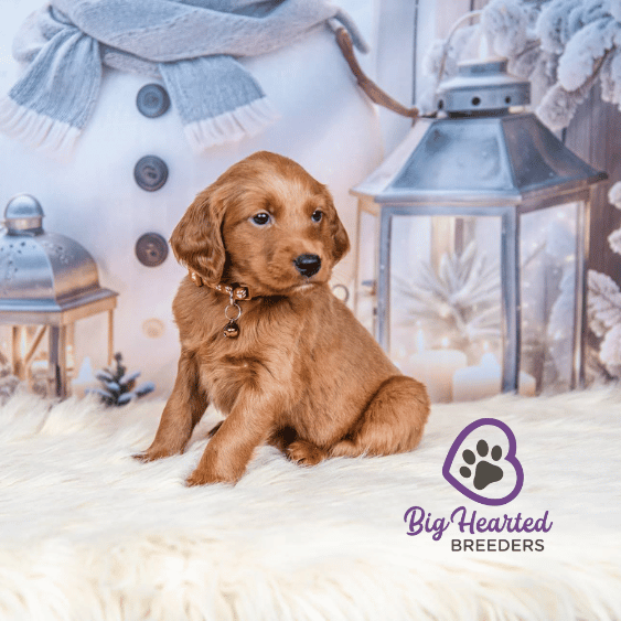 Cinnamon, Mini Golden Retriever Puppy, Big Hearted Breeders