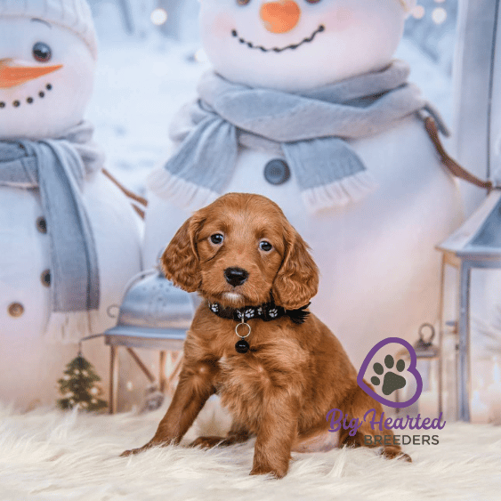 Clove, Mini Golden Retriever Puppy, Big Hearted Breeders