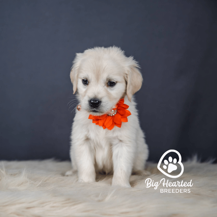 Cookie, Mini Golden Retriever Puppy, Big Hearted Breeders