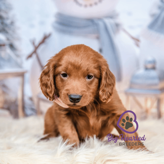 Curry, Mini Golden Retriever Puppy, Big Hearted Breeders