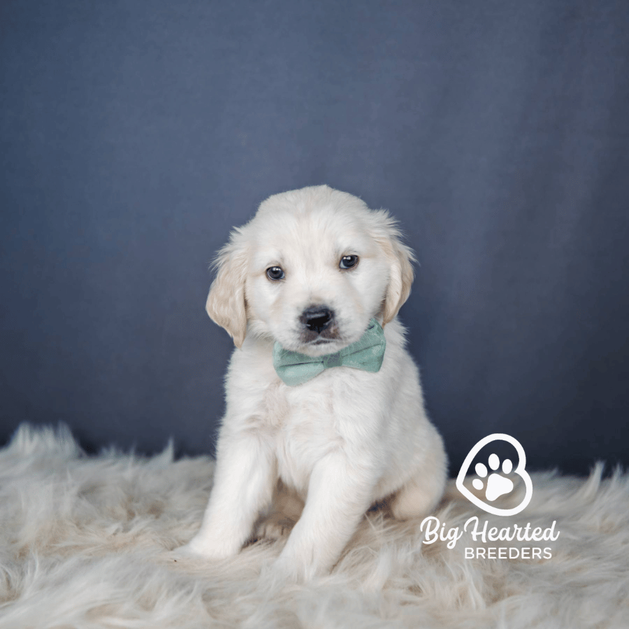 Elfie, Mini Golden Retriever Puppy, Big Hearted Breeders