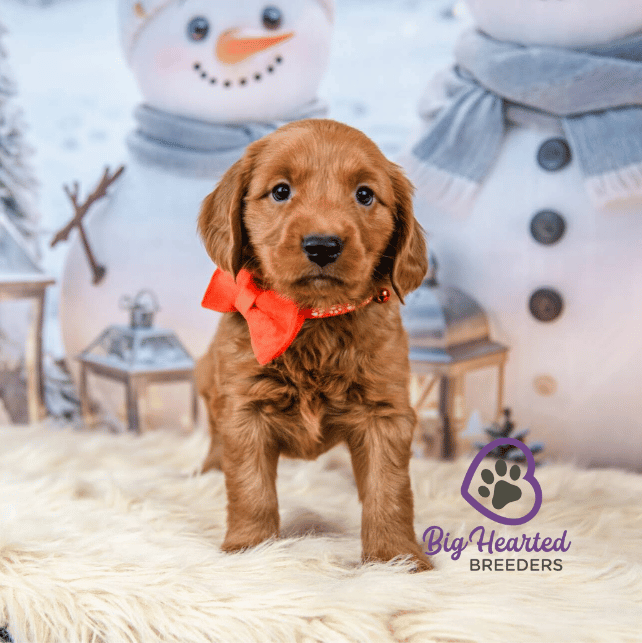 Elio, Mini Golden Retriever Puppy, Big Hearted Breeders