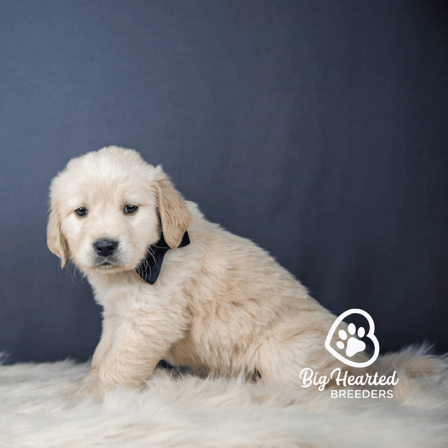 Frost, Mini Golden Retriever Puppy, Big Hearted Breeders