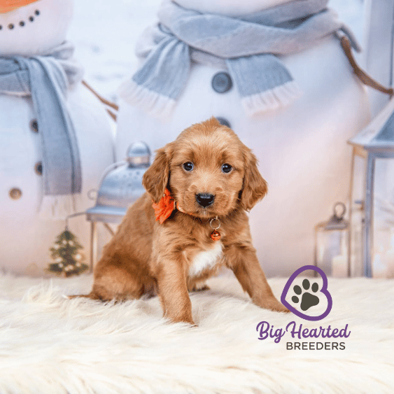 Ginger, Mini Golden Retriever Puppy, Big Hearted Breeders