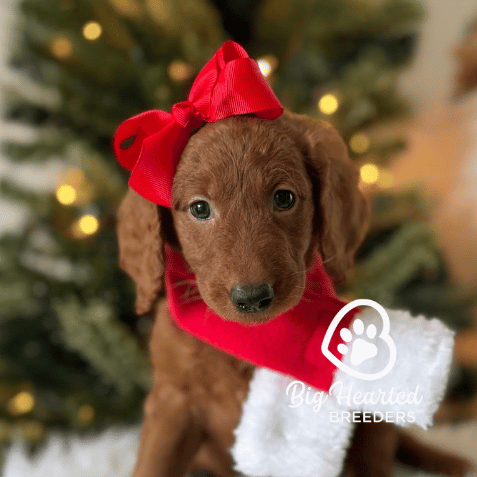 Holly, Mini Golden Retriever Puppy, Big Hearted Breeders