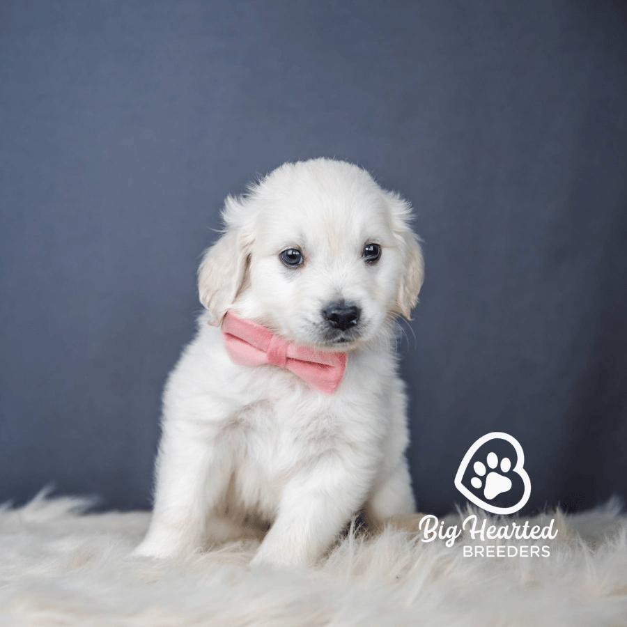 Jingle, Mini Golden Retriever Puppy, Big Hearted Breeders