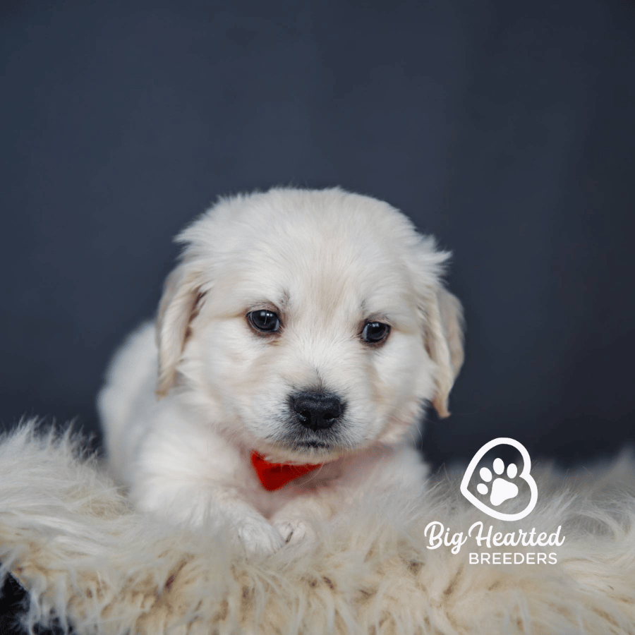 Kringle, Mini Golden Retriever Puppy, Big Hearted Breeders