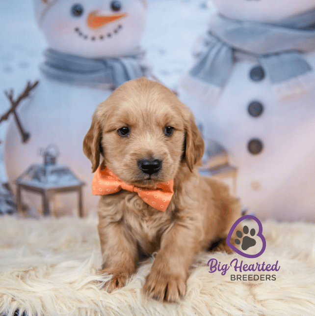 Neo, Mini Golden Retriever Puppy, Big Hearted Breeders