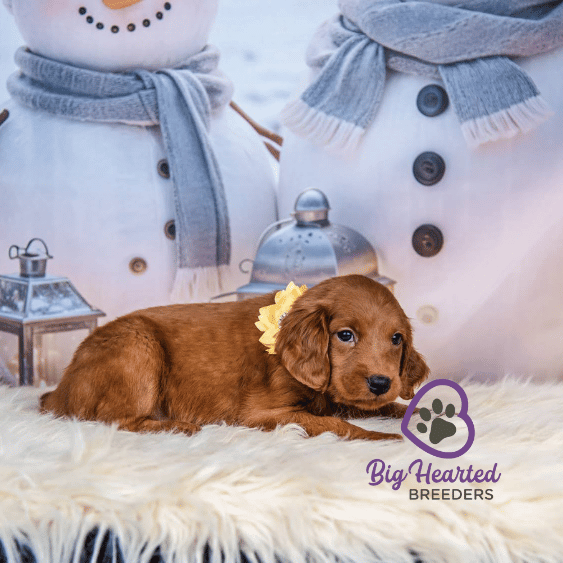 Nutmeg, Mini Golden Retriever Puppy, Big Hearted Breeders