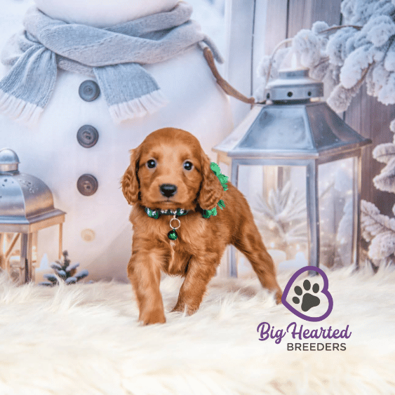 Paprika, Mini Golden Retriever Puppy, Big Hearted Breeders