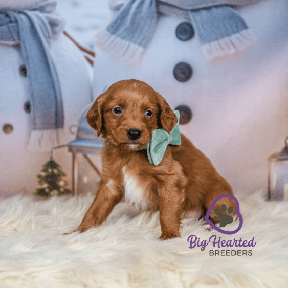 Pepper, Mini Golden Retriever Puppy, Big Hearted Breeders