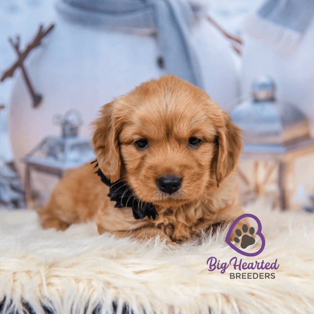 Renee, Mini Golden Retriever Puppy, Big Hearted Breeders