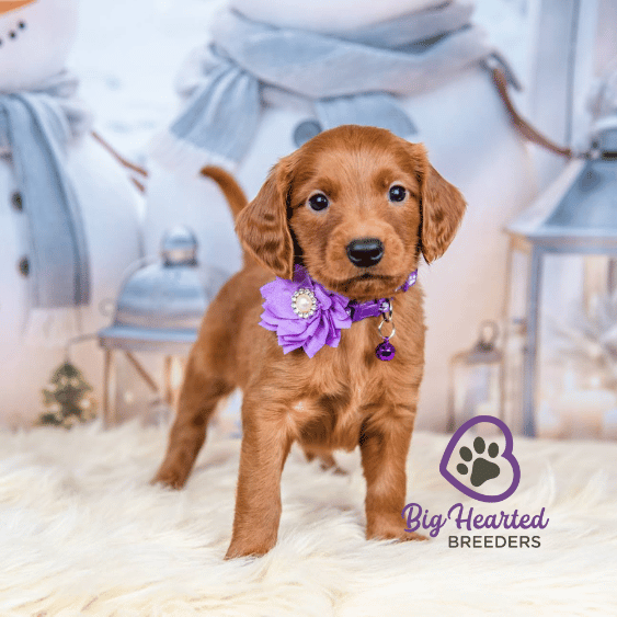 Saffron, Mini Golden Retriever Puppy, Big Hearted Breeders