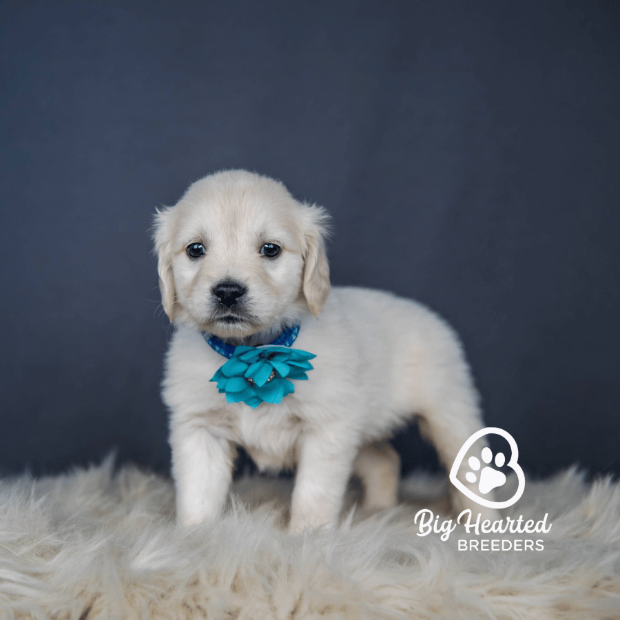 Sparkle, Mini Golden Retriever Puppy, Big Hearted Breeders