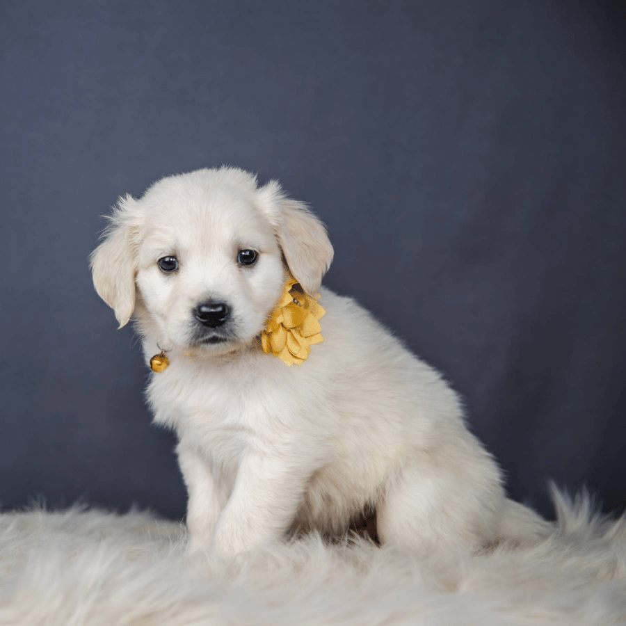 Tinsel, Mini Golden Retriever Puppy, Big Hearted Breeders