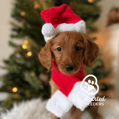 Yule, Mini Golden Retriever Puppy, Big Hearted Breeders
