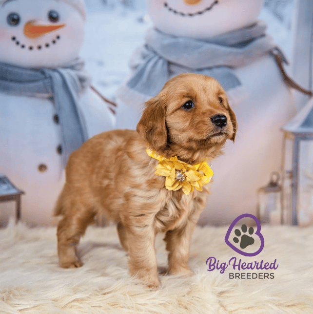 Zara, Mini Golden Retriever Puppy, Big Hearted Breeders