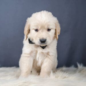 White mini Golden standing on a fluffy carpet