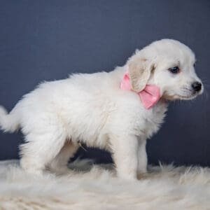 White mini Golden with a pink bowtie