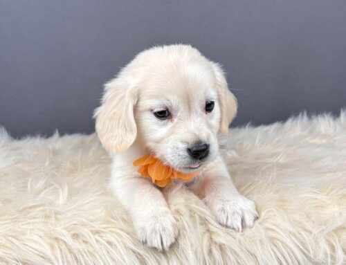 Dog Nail Care Guide: How Short Is Too Short