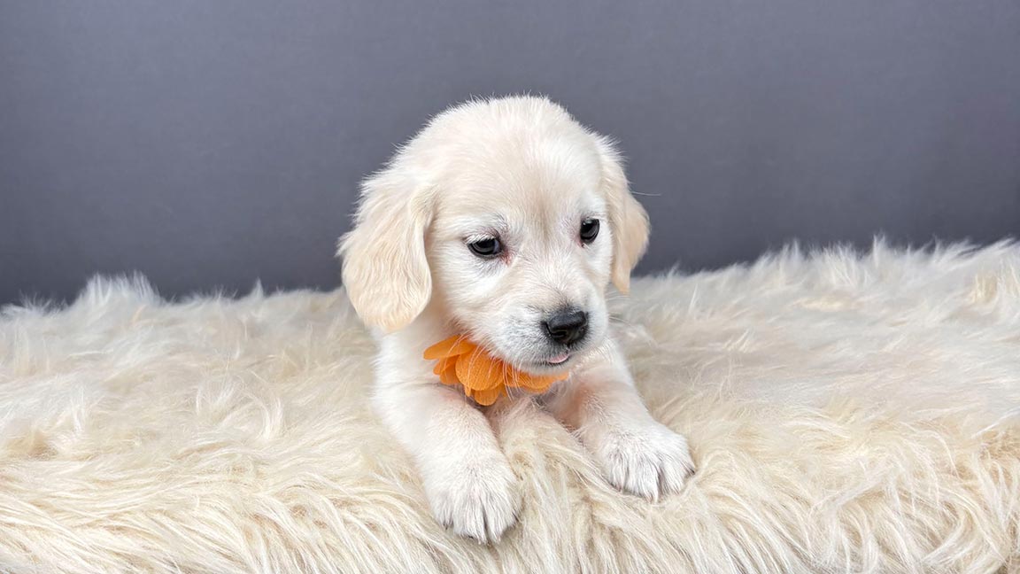 White mini Golden Retriever with good dog nail care