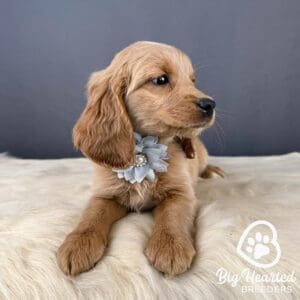 Mini Golden Retriever puppy wearing a blue flower around his neck