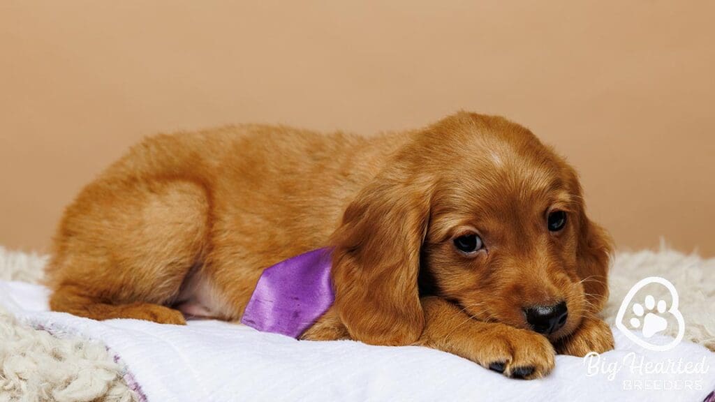 Mini Golden laying down on a blanket, wearing a purple bow