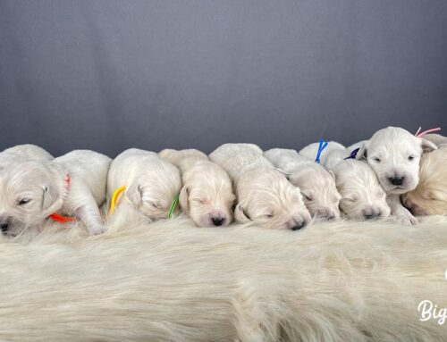 Why Genetic Testing Matters in Mini Golden Retrievers